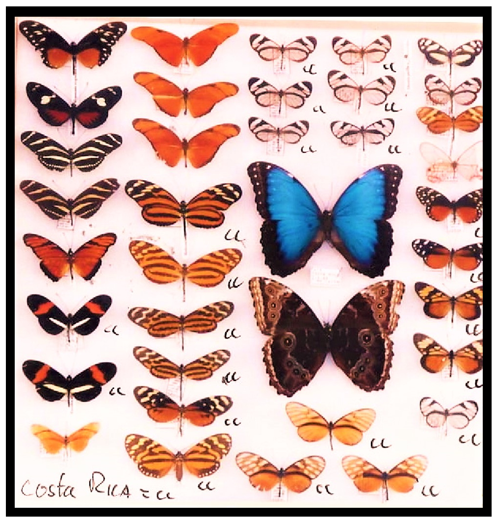 Timo's butterflies